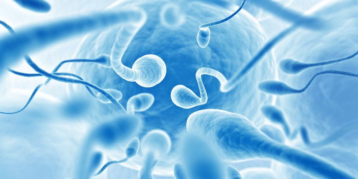Вывод и качество спермы