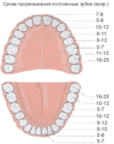 Схема роста зубов у младенцев