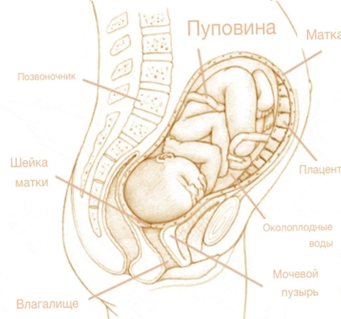 39 неделя беременности: что происходит с малышом и будущей мамой, предвестниками родов