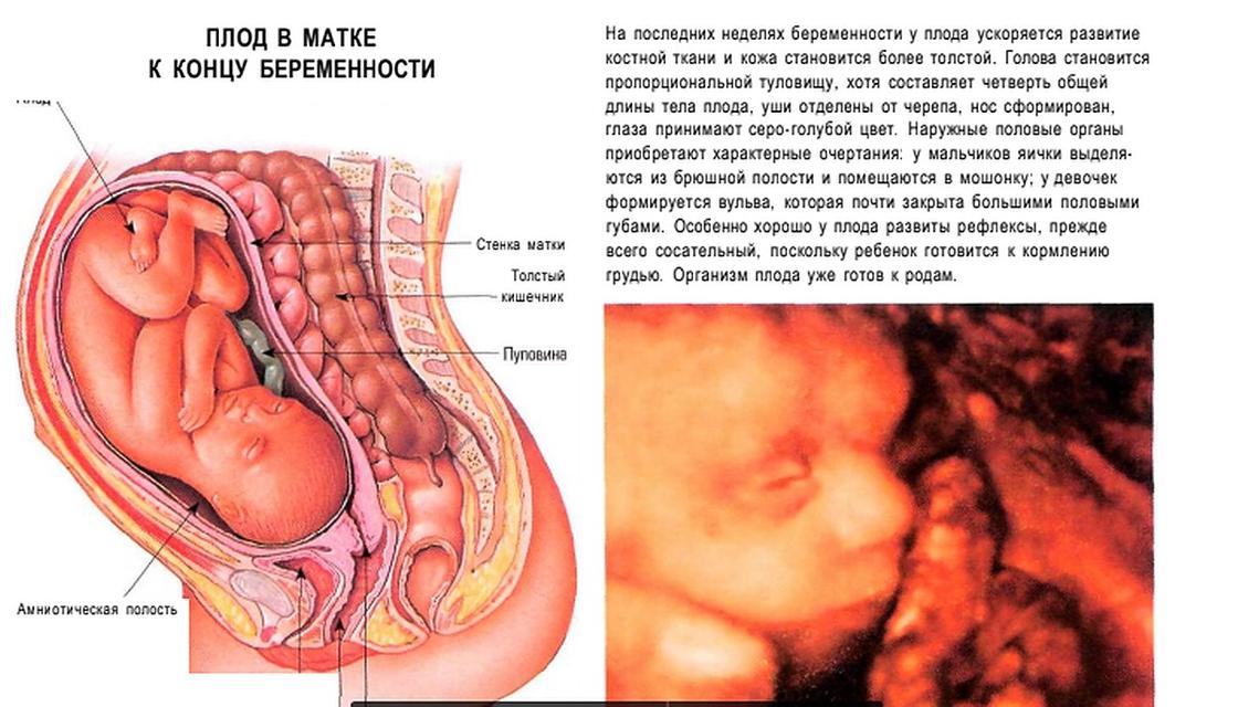 38 неделя беременности: предвестники родов, описание
