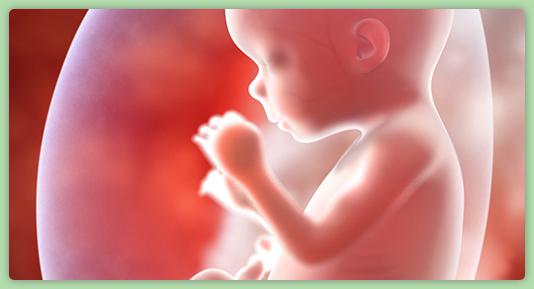 внутриутробное развитие 18 недель беременности