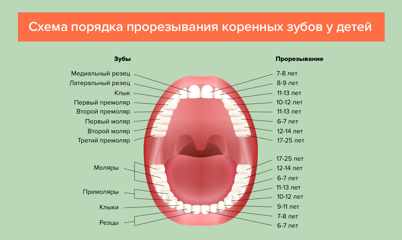 Схема прорезывания коренных зубов у детей на фотографиях