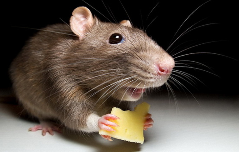 Мышь ест сыр