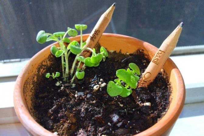 Карандаши, из которых можно выращивать растения - Что подарить мальчику на 5 лет