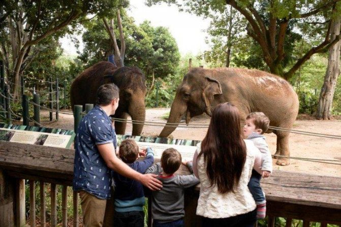 Сходить в зоопарк - Что подарить ребенку на 5 лет